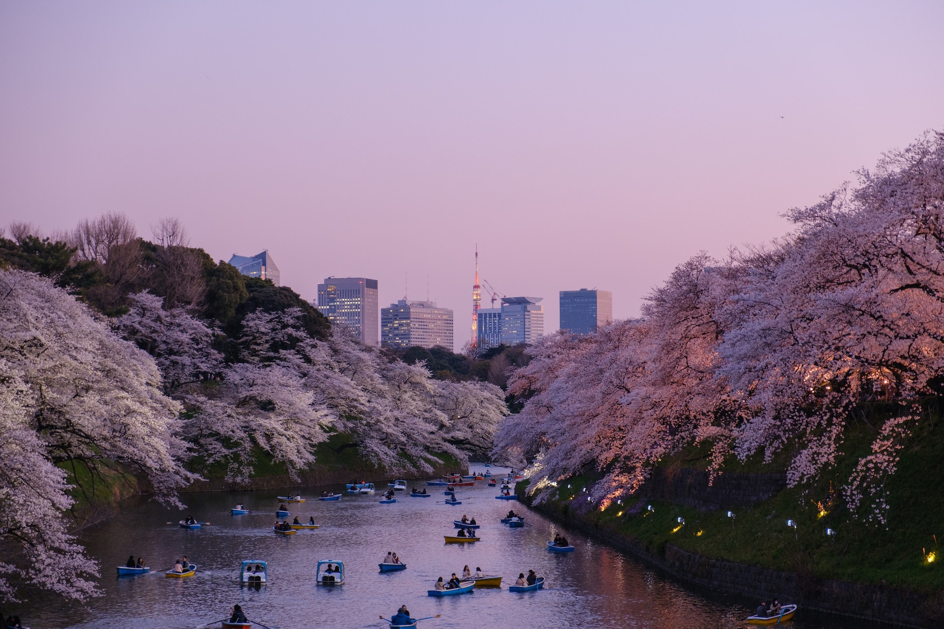 Image of tokyo japan cherry blossoms - odyssey app